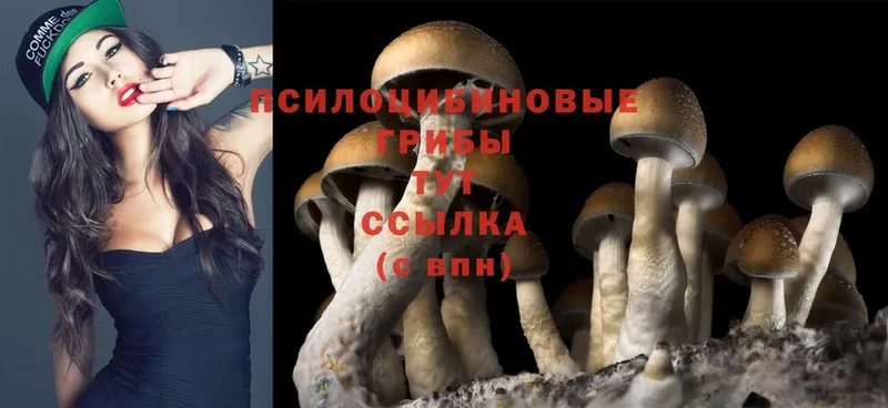 Галлюциногенные грибы MAGIC MUSHROOMS  мега зеркало  Каменск-Уральский  где купить наркотик 